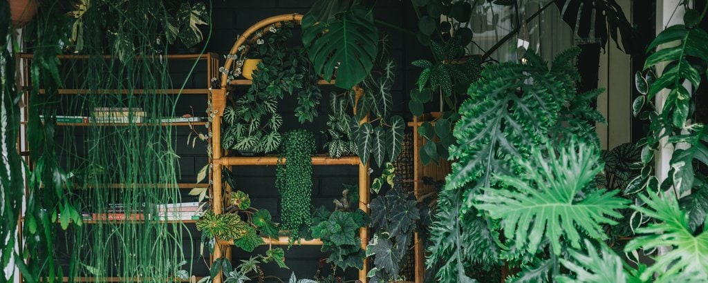 Wall of green house plants of differing varieties.