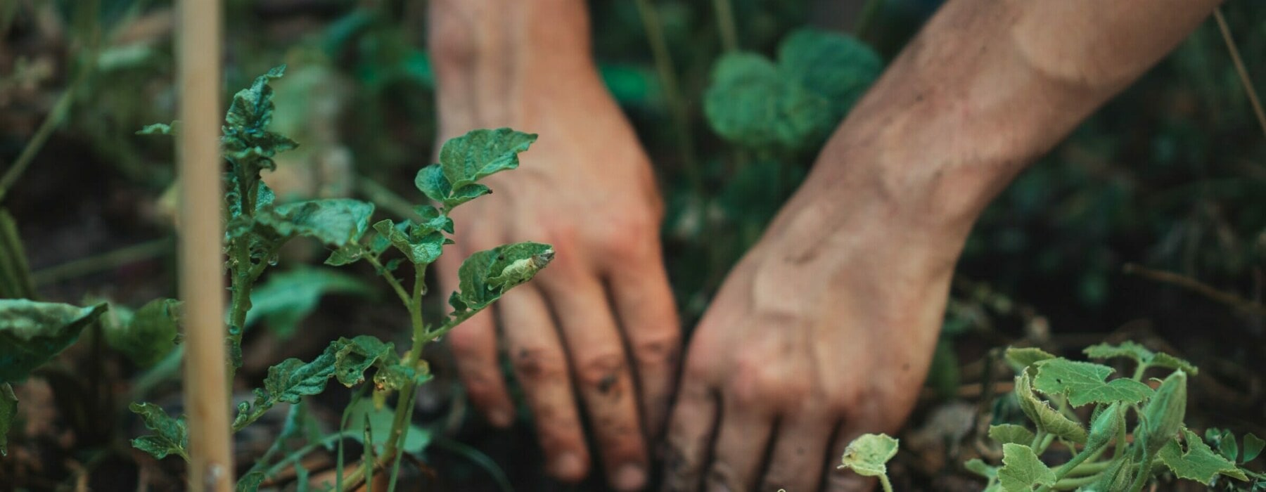 GardeningInNZAutumnalProduce-1