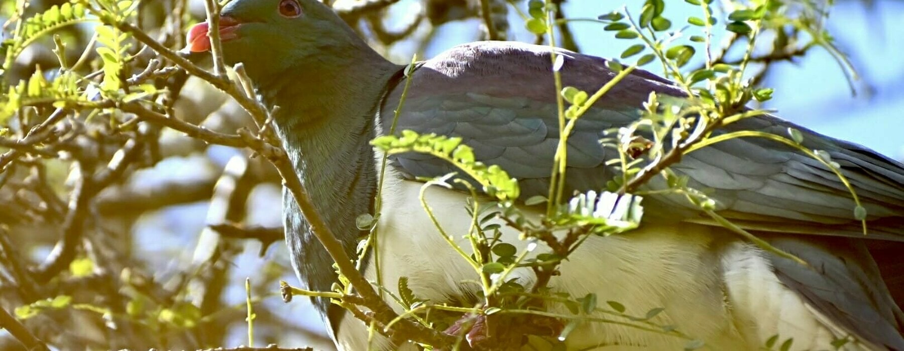 Generic kererū Image credit PFNZ