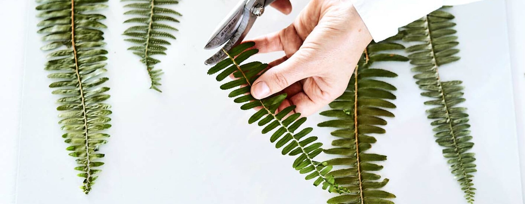 Hav0422_Pressed_Botanicals_2_with-curve