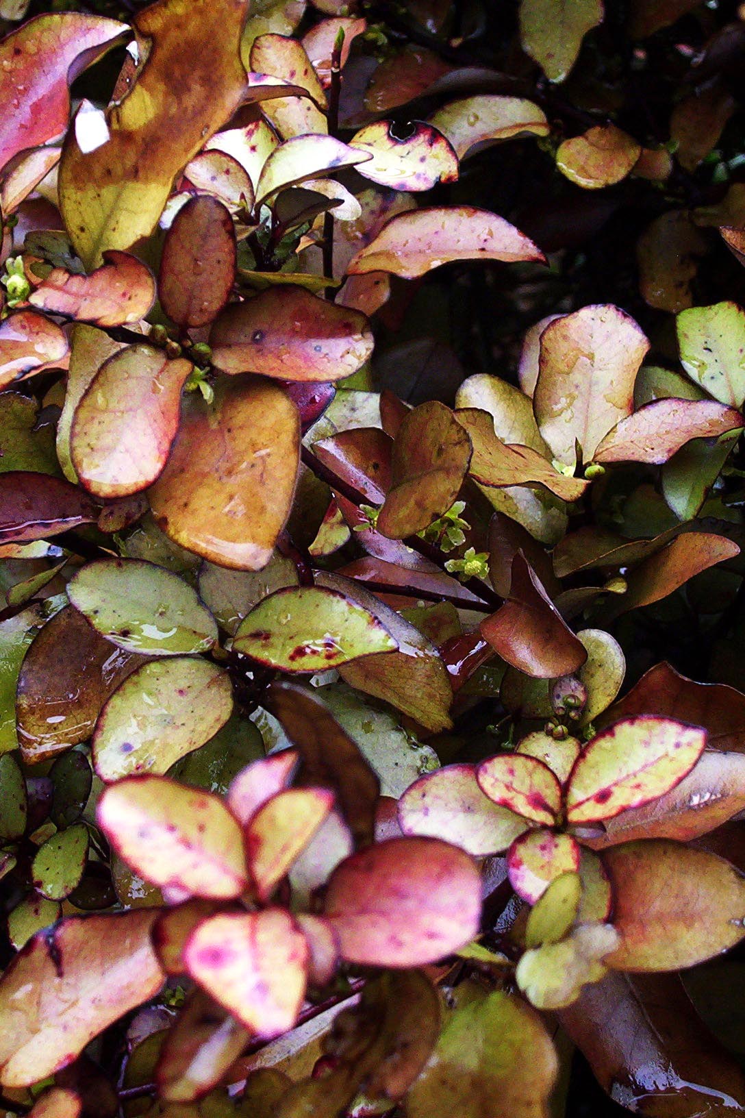 Close up of Horopito plant leaves 
