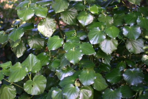 Kawakawa plant leaves