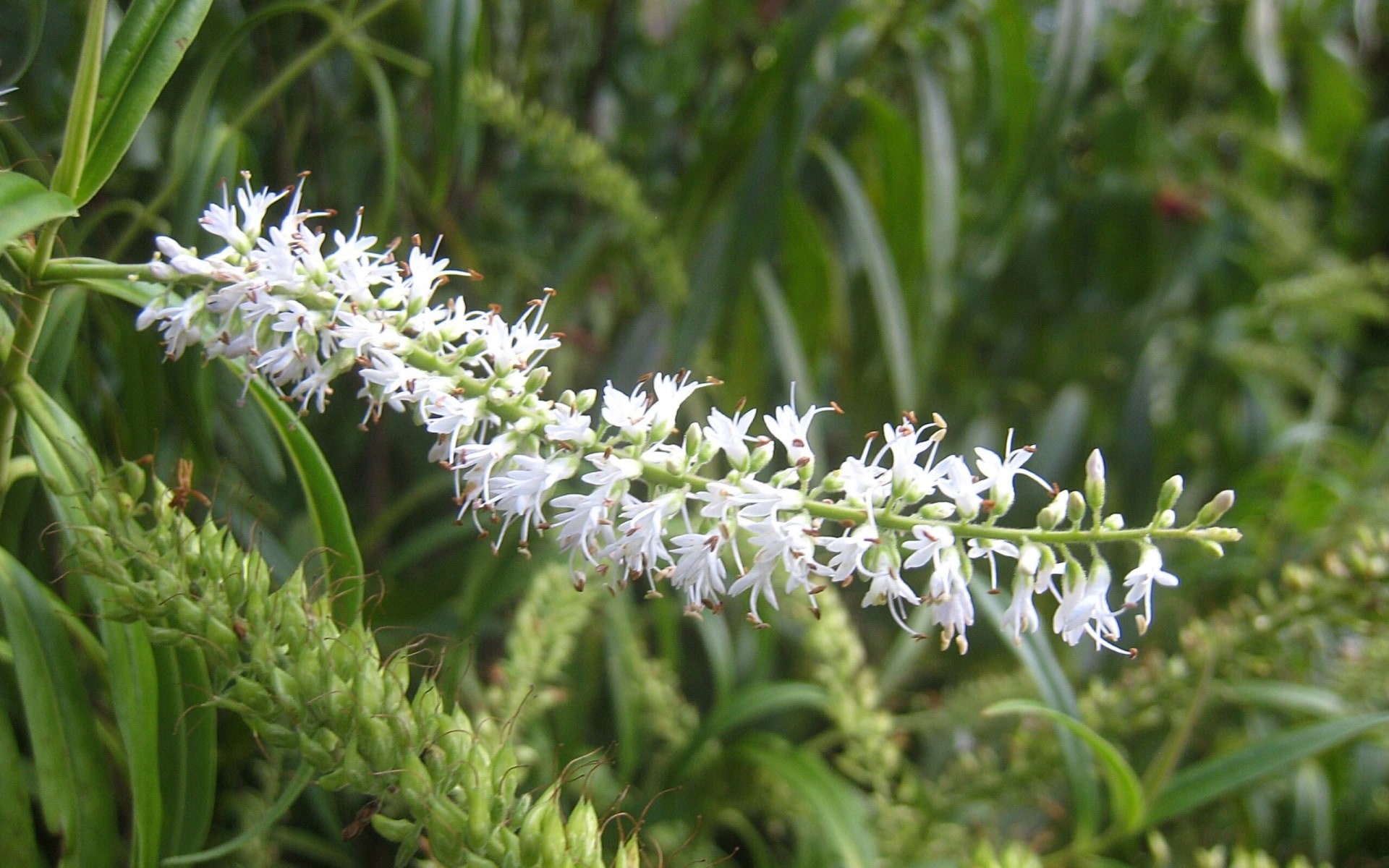 Koromiko plant leaves and stem with white flowers