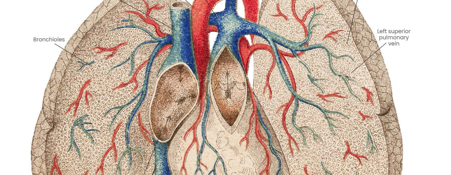 diagram of lungs