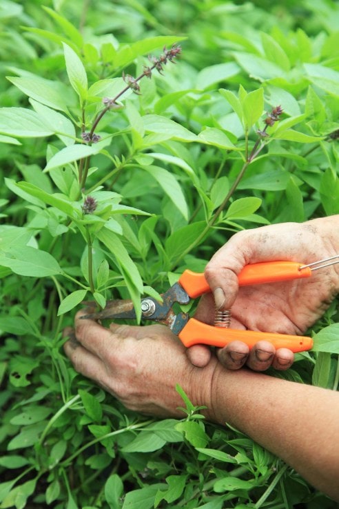 hands and garden shears harvesting Thai basil