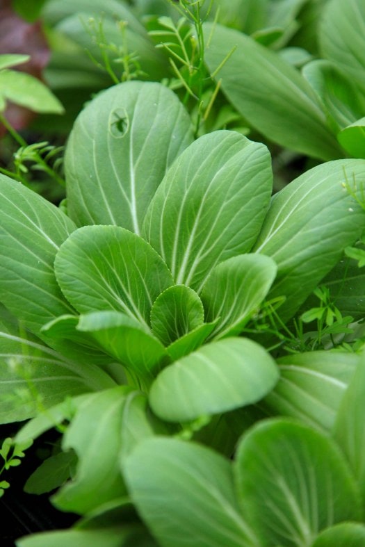 pak choi